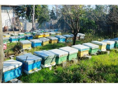 تولید ۲۲ تن عسل در زنبورستان‌های محمودآباد