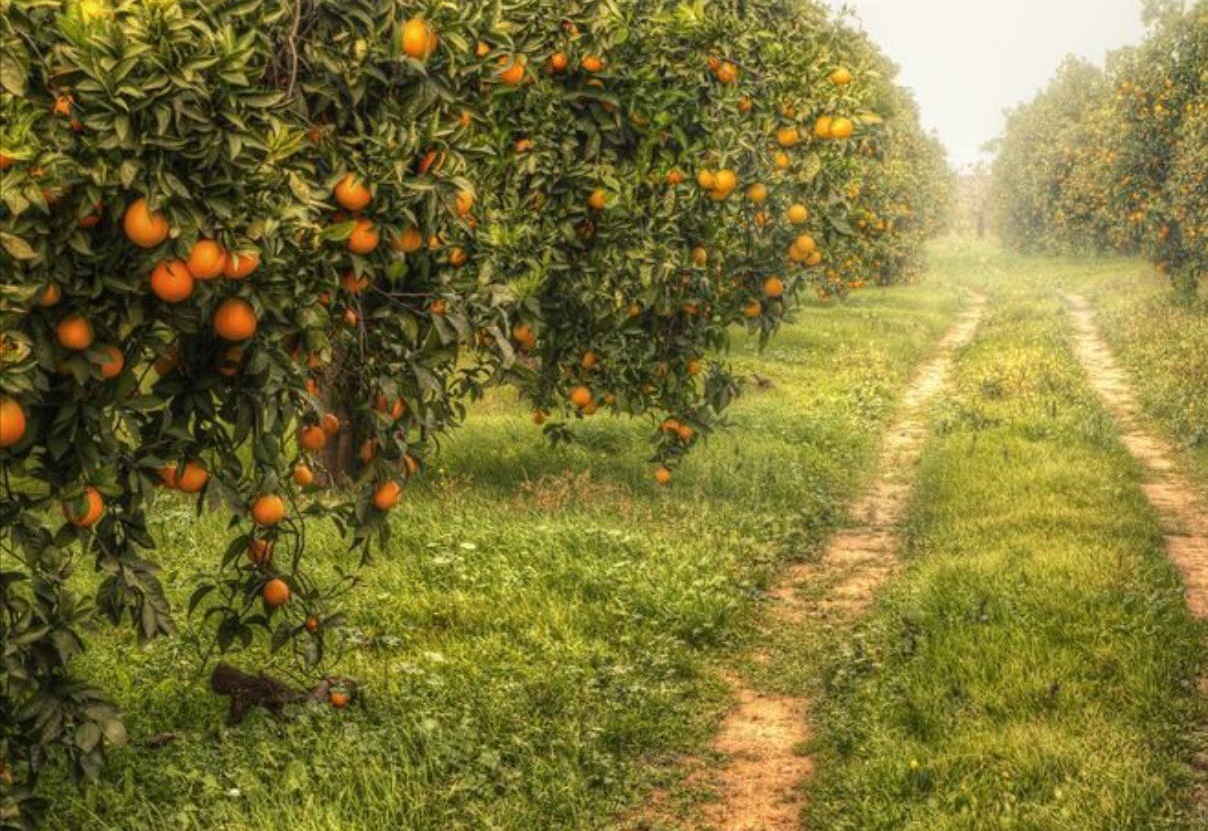 آغاز شناسنامه دار شدن باغ های شهرستان خنج