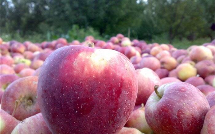 برداشت یک میلیون و ۵۰۰ هزار تن سیب در آذربایجان غربی