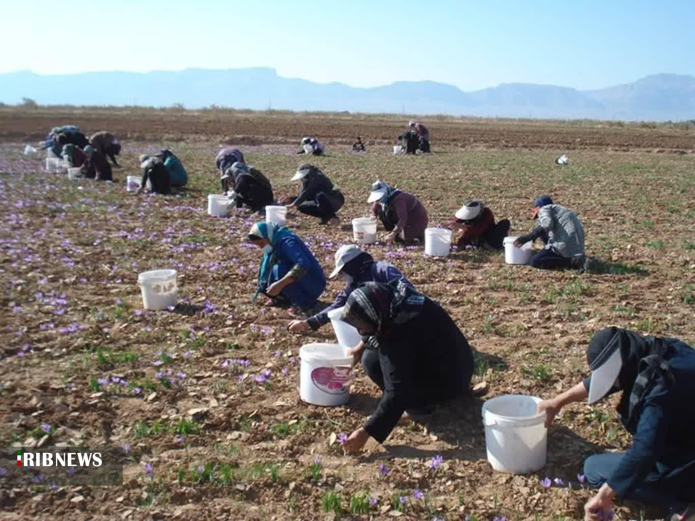 برداشت زعفران از مزارع سروستان