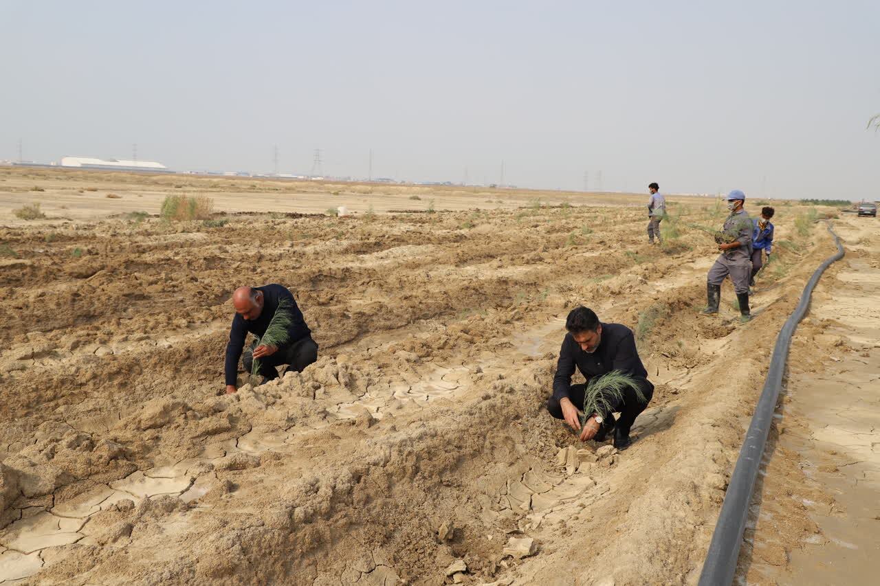 ۲۰ هزار درخت در محدوده تصفیه خانه فاضلاب شهر بوشهر کاشت شد