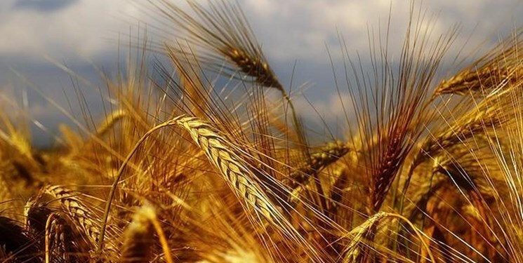 افزایش چهار برابری تولید گندم در خوزستان با روش‌های علمی
