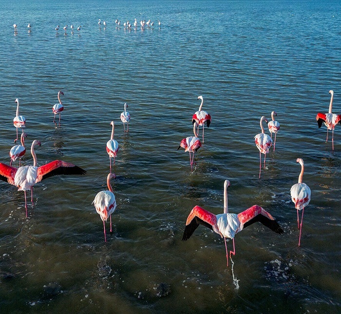 زیستگاه‌های آذربایجان‌غربی سالانه میزبان بیش از ۳۰۰ هزار پرنده است