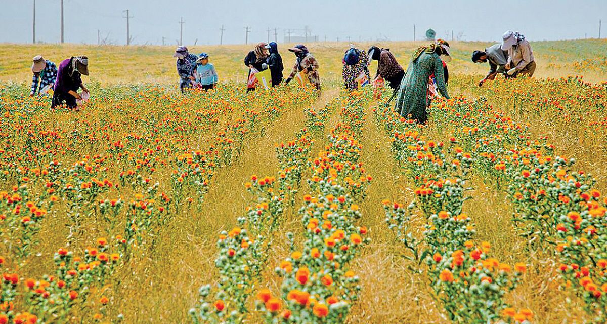 اجرای کشت قراردادی در زمین های زراعی