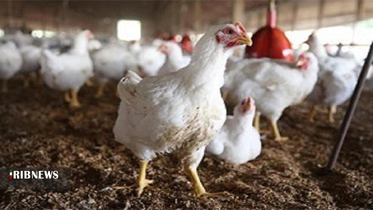 تولید ۷ هزار تن مرغ تا پایان دی در لرستان
