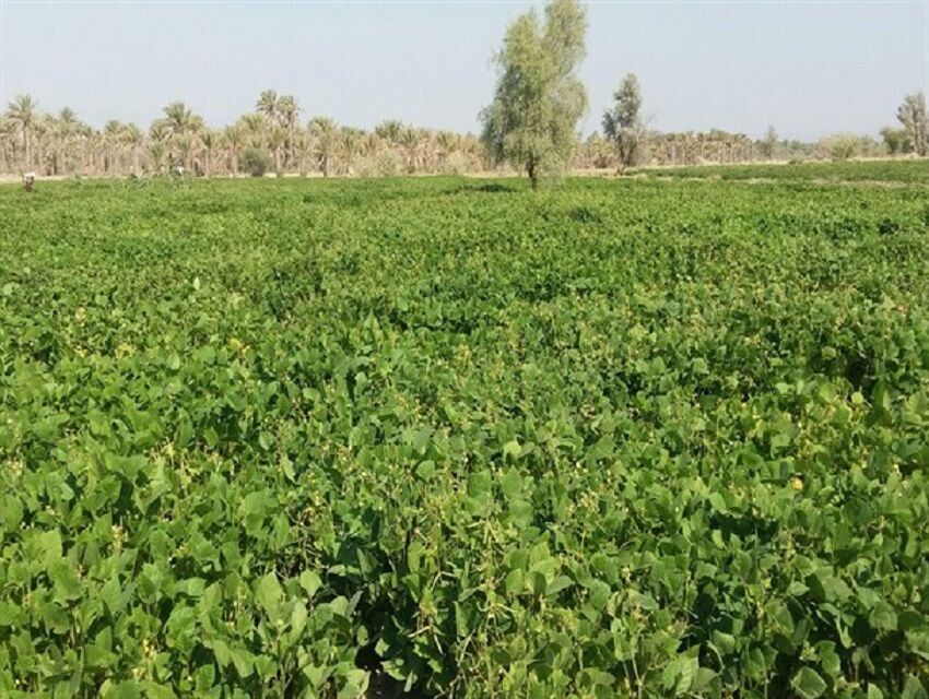 سیستان و بلوچستان مستعد تولید محصولات کشاورزی