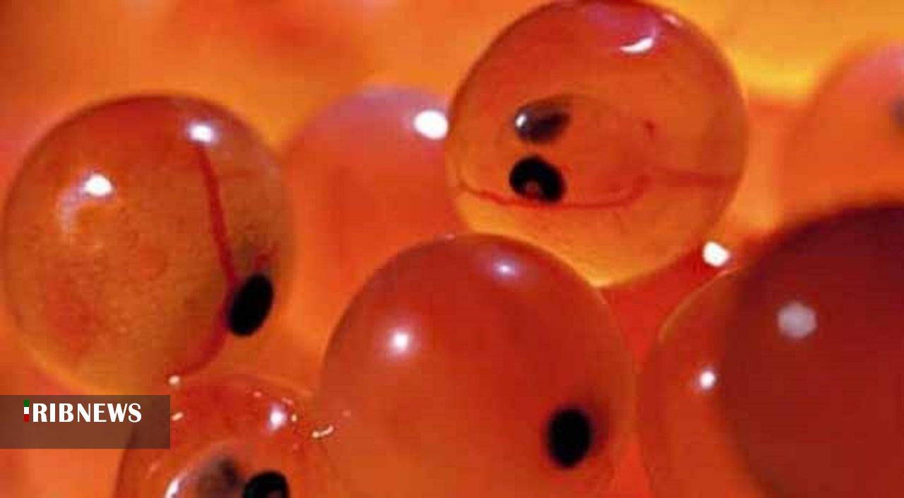 افزایش تولید تخم چشم زده ماهی در لرستان