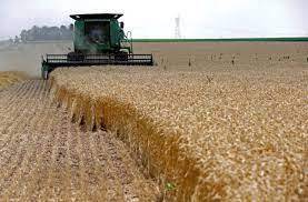 چشم انداز تولید ۶ میلیون تن گندم در خوزستان