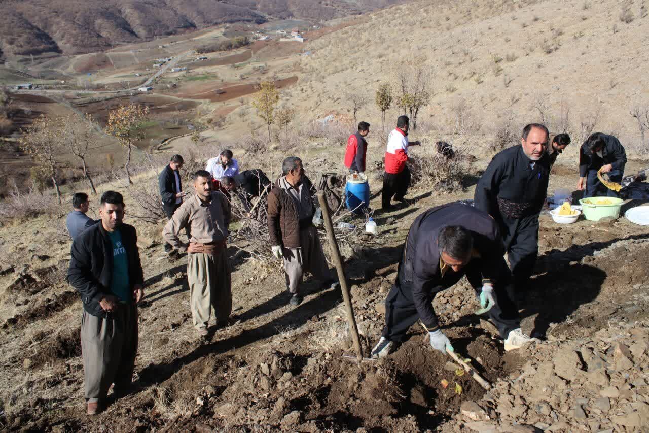 کاشت بیش از ۵۰۰ نهال بلوط در ۲ هکتار از جنگل‌های سردشت