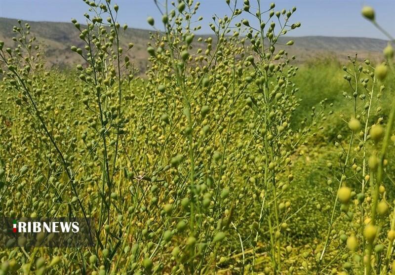 پرداخت ۴۰۰ میلیارد ریال از طلب کاملیناکاران لرستان