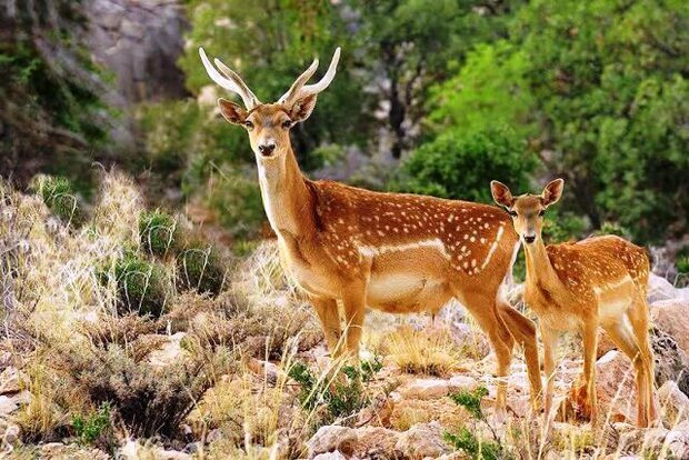 انتقال گوزن زرد از مازندران به ایلام 