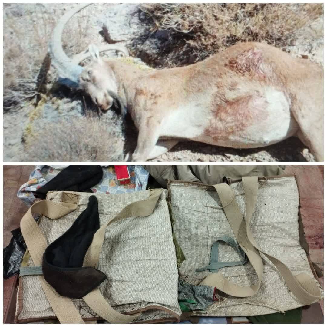 دستگیری دو شکارچی متخلف در پناهگاه حیات وحش شیرکوه