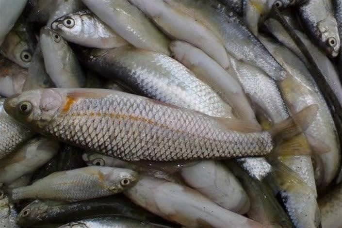 پیشگیری از عرضه بیش از ۸۰ کیلوگرم ماهی غیر بهداشتی در اندیکا