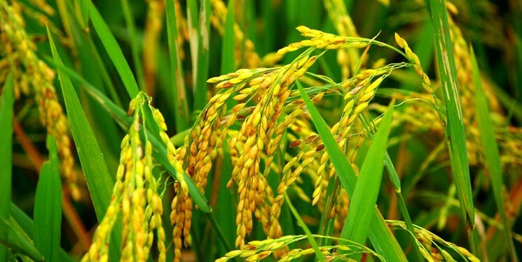 کشت برنج در ۱۴۰ هکتار از مزارع مازندران بدون استفاده از آفت‌کش