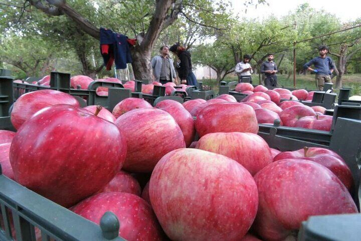 بیش از ۱۷۰ هزار تُن سیب در مهاباد برداشت شد