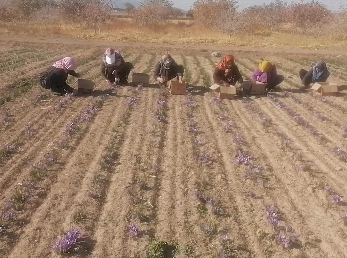 ادامه برداشت زعفران از زمین‌های کشاورزی جرقویه