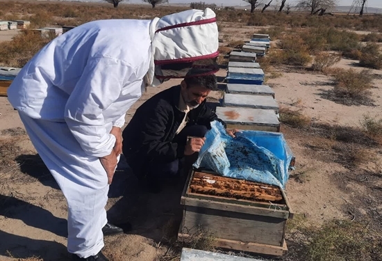 نظارت کارشناسان شبکه دامپزشکی مشهد بر زنبورستان‌های فعال