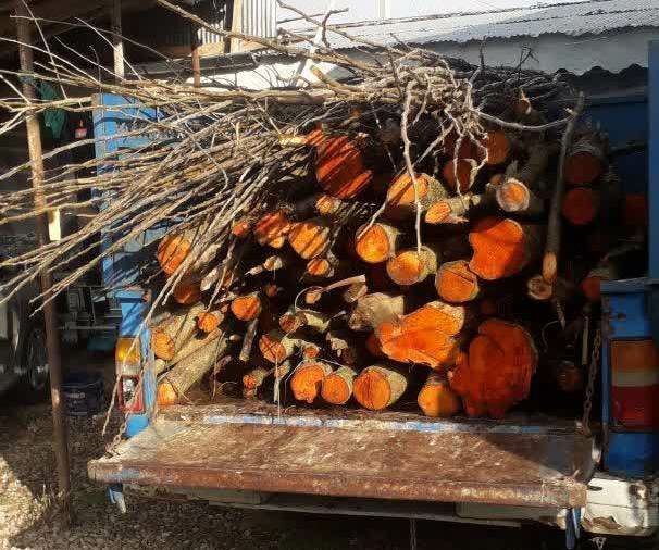 دستگیری ۹ قاچاقچی چوب در صومعه‌سرا
