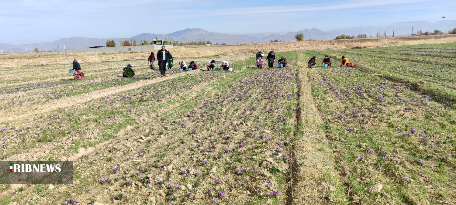 برداشت زعفران از مزارع شهرستان بیضا