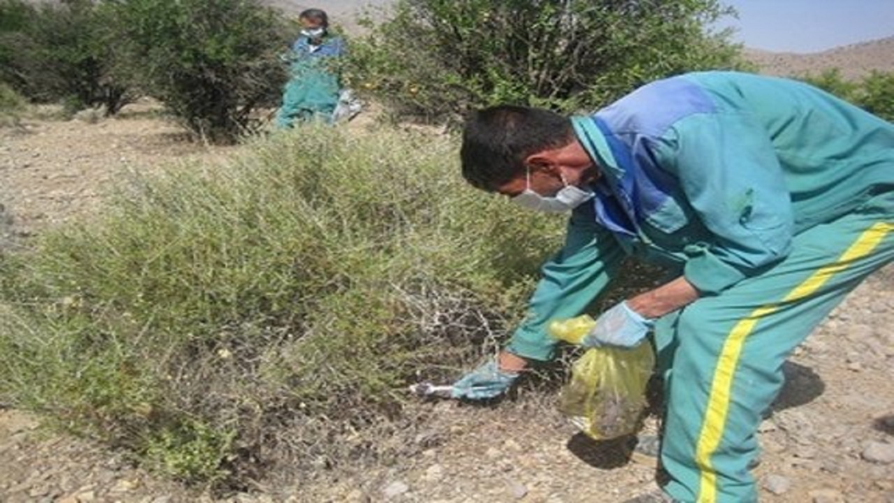 آغازطرح کنترل مخازن بیماری سالک در حوزه دانشگاه علوم پزشکی کاشان