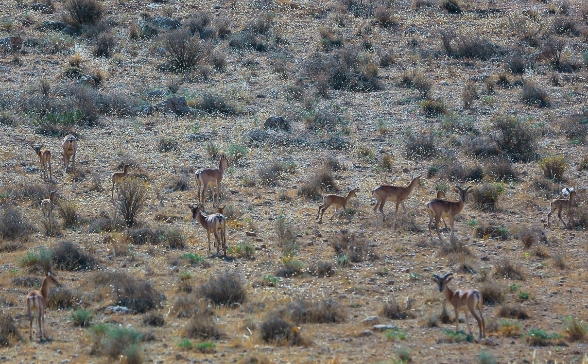 مشاهده بیماری تب برفکی در پارک ملی بمو شیراز