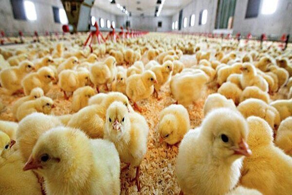 سبزوار قطب اول تولید مرغ در خراسان رضوی با بیش از ۱۳ میلیون قطعه جوجه ریزی