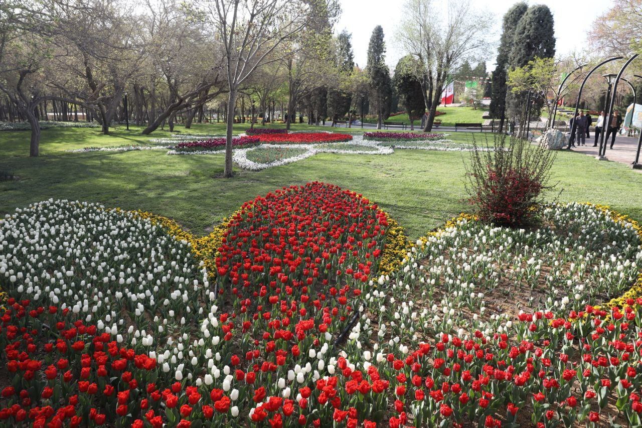گل‌دهی و جلوه‌گری هزاران بوته گل لاله در بوستان ملت مشهد
