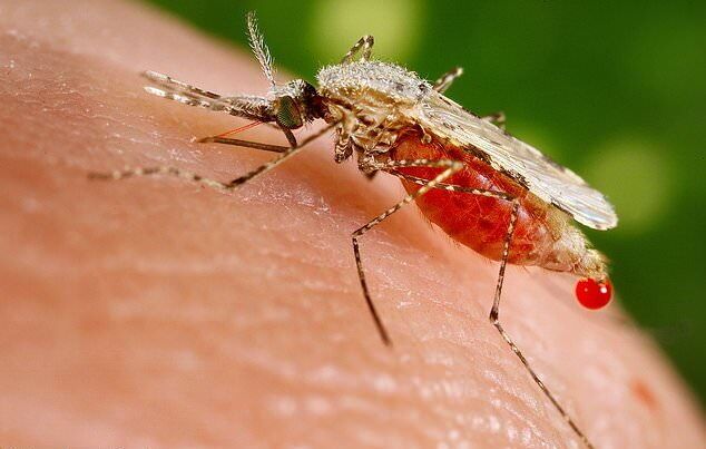شناسایی ۲ فرد مبتلا به بیماری مالاریا در اهواز