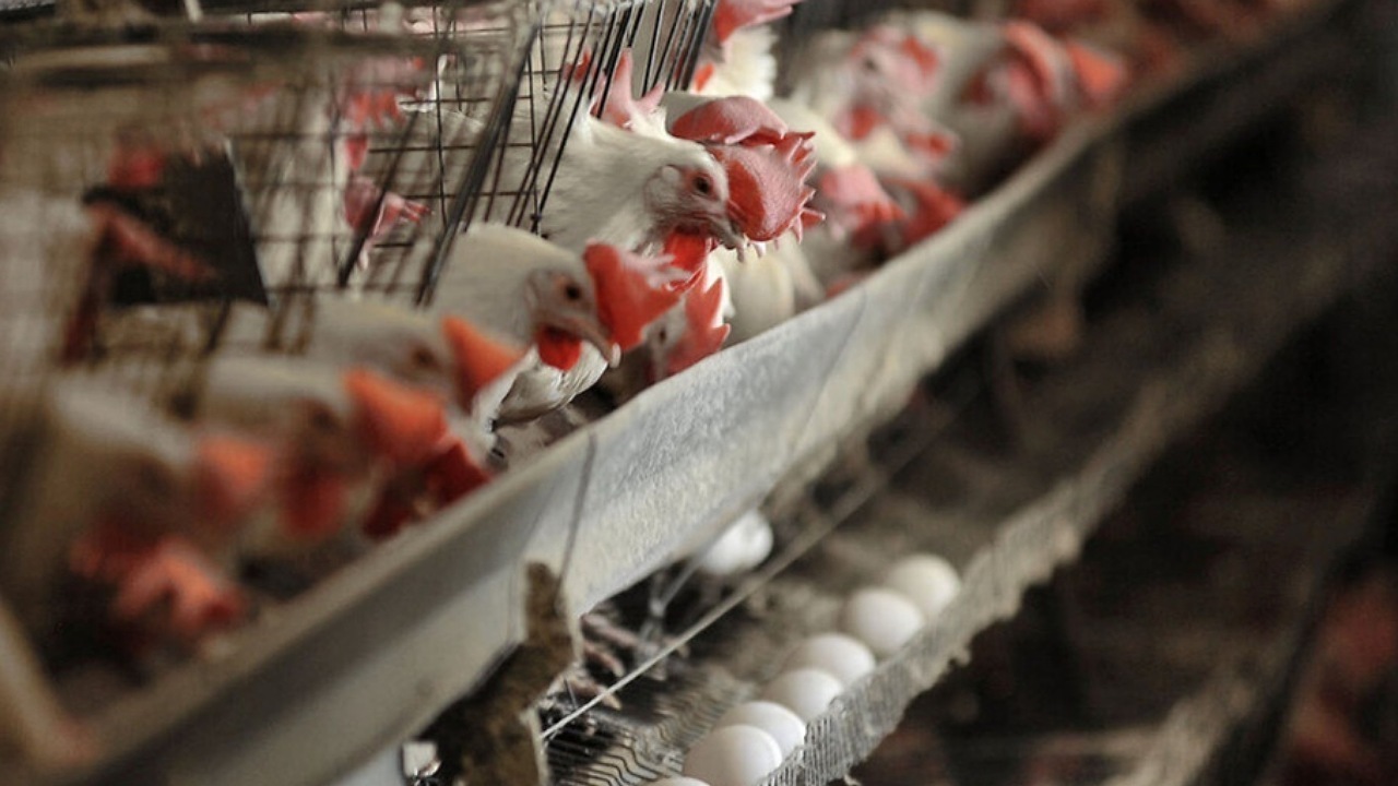 صادرات حدود ۳۳۹ هزار قطعه مرغ زنده از مرز دوغارون به افغانستان