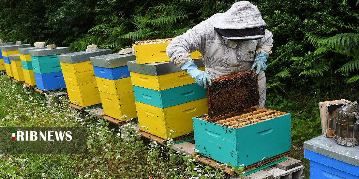 هشدار به زنبورداران درباره شروع سمپاشی مزارع گندم