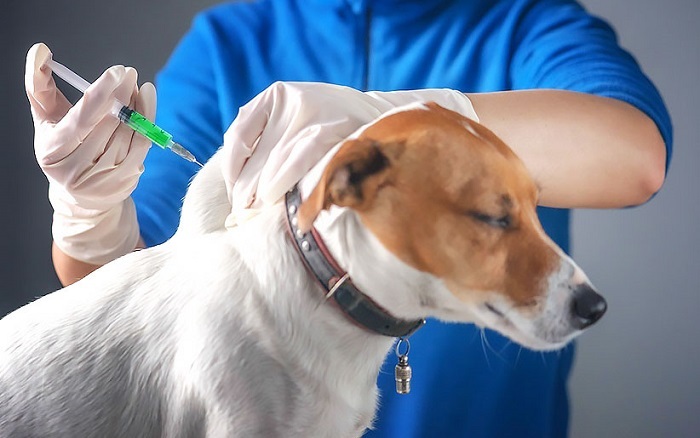 واکسیناسیون هزار و ۵۳۷ قلاده سگ در خدابنده علیه بیماری هاری