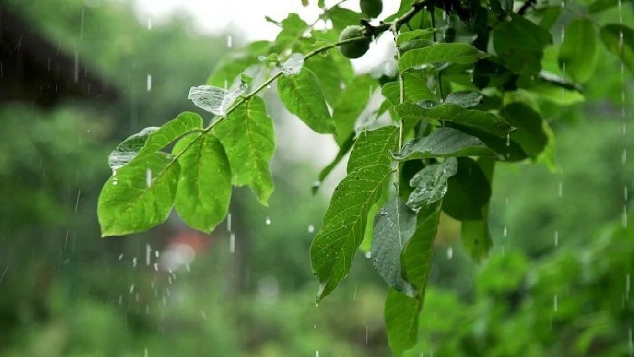 بارش باران در غرب استان