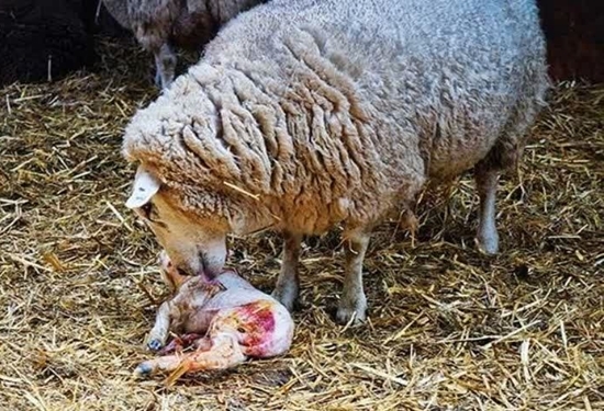 نمونه برداری از جنین سقط شده گوسفند در شهرستان طرقبه شاندیز