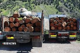 دستگیری عاملان قطع درختان جنگلی روستای سقزچی نمین