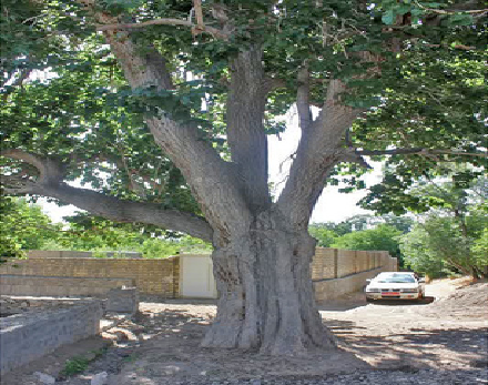درخت توت واله روستای قُبادبِزَن قم در فهرست آثار میراث‌طبیعی ایران ثبت شد