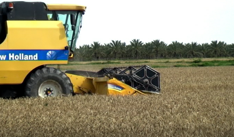 پیش‌بینی کاهش ۷۰ درصدی تولید گندم در استان بوشهر