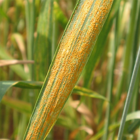 برگزاری چهارمین ستاد گیاهپزشکی در راستای بررسی بیماری زنگ زرد گندم