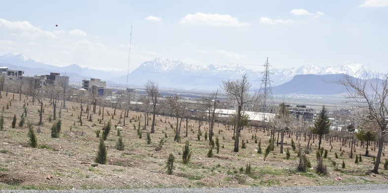 حفاظت و توسعه فضای جنگلی دانشگاه شهرکرد