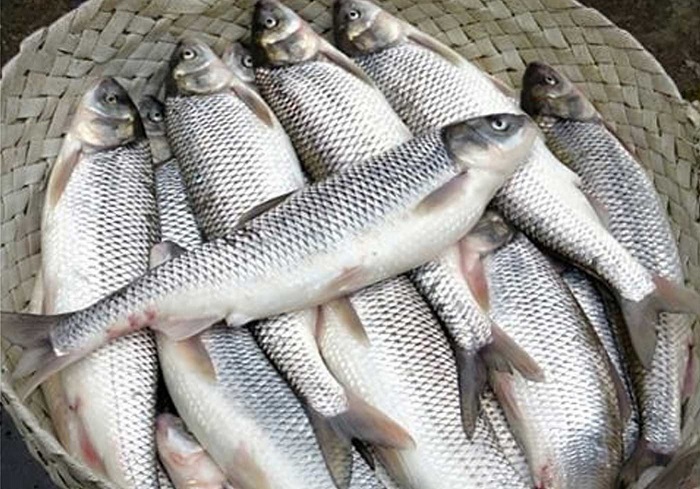جریمه ۲۸۰ میلیون تومانی ماهی فروش متخلف در زنجان