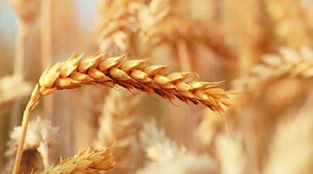 خرید بیش از ۲۴ هزار تن گندم در خوزستان