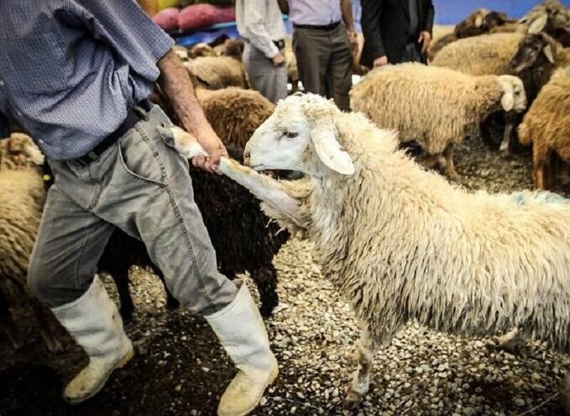 انهدام باند سارقان احشام در پارس آباد