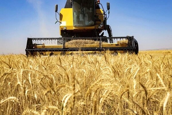 بیش از ۲۴۱ هزار تن گندم از زنجان به سایر نقاط کشور منتقل شد