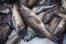 کشف محموله غیر مجاز ماهی‌های تالابی در شادگان