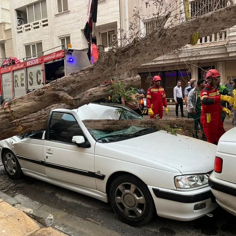 ثبت چهار حادثه سقوط درخت و واژگونی در بندرعباس