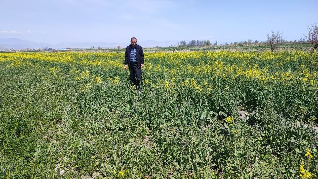 پایش مزارع کلزا در منطقه چنقرالوی پل شهرستان ارومیه