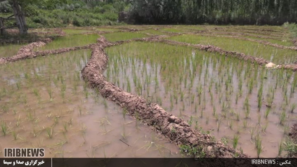 ممنوعیت کشت برنج در پارس آباد مغان