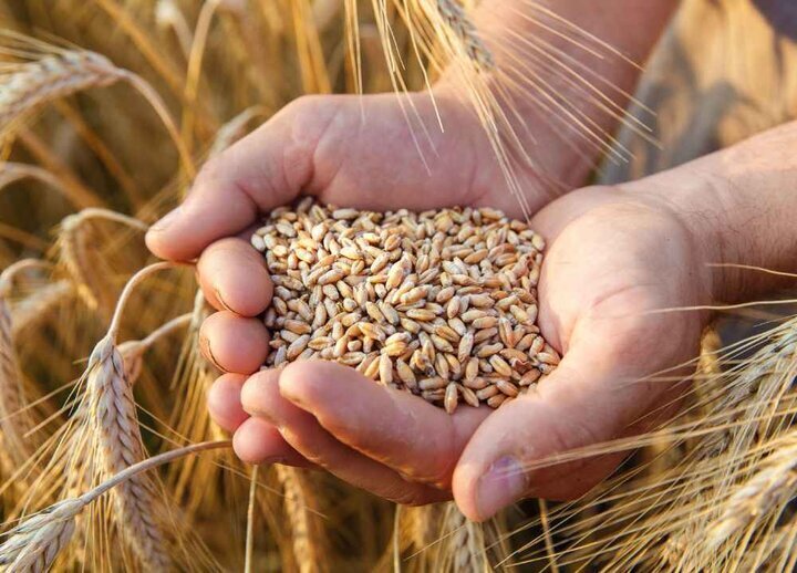 خرید تضمینی ۲۱ هزار تن گندم در فارس