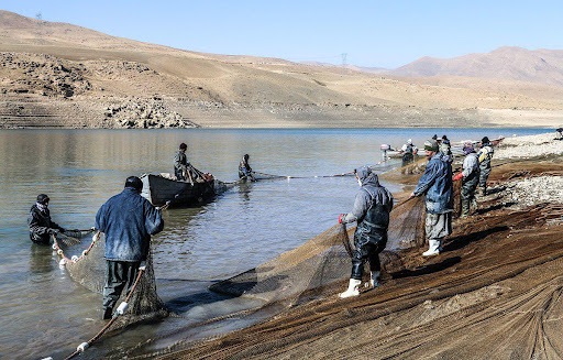 افزایش ۱۵ درصدی صید ماهی از دریاچه سد مهاباد
