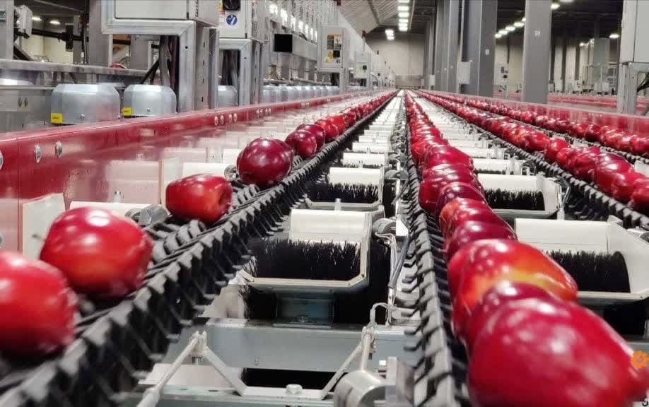 افزایش ۱۵ برابری ظرفیت واحدهای سورت و بسته‌بندی میوه در آذربایجان‌ غربی
