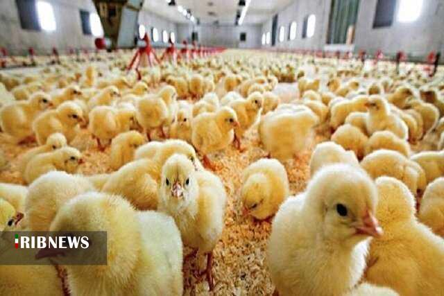 افزایش ۳۰ درصدی جوجه ریزی و تولید گوشت مرغ در لرستان